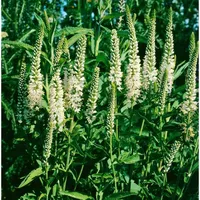 Pflanzen Für Dich Veronica spicata Alba Ehrenpreis, ca. 9x9
