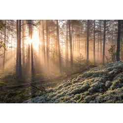 Fototapete PAPERMOON "CHRISTIAN LINDSTEN, NEBEL IM WALD MIT WEIßEM MOOS IM UNTERGRUND", bunt, B:5,00m L:2,80m, Vlies, Tapeten