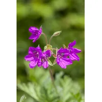 Pflanzen Für Dich Erodium manescavii, Storchschnabel, rosa Blüten, ca.