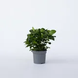 Plant in a Box - Gardenia jasminoides Höhe 20-30cm