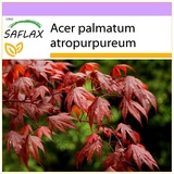 Saflax - Roter Fächerahorn - 20 Samen - Acer palmatum