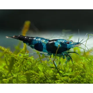 Garnelen Einsteigergarnelen Neocaridina davidi - lebend Zwerggarnelen für das Aquarium - 5er Pack, Farbe schwarz/blau