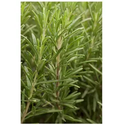 Rosmarinus officinalis, Rosmarin, aromatisch, ca. 9x9 cm Topf