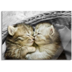 Pixxprint Glasbild Zwei süße Babykatzen im Korb, Zwei süße Babykatzen im Korb (1 St), Glasbild aus Echtglas, inkl. Aufhängungen und Abstandshalter braun|bunt 100 cm x 70 cm