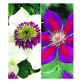 BALDUR Garten Clematis, 2 Pflanzen Waldreben Raritäten-Sortiment 'Florida Sieboldii' und 'Etoile de Malicorne' winterhart, Klematis mehrjährige blühende Kletterpflanzen, bienenfreundlich