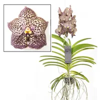 Plant in a Box - Vanda-Orchidee - Vanda Ocelot