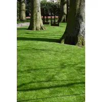 Kiepenkerl RSM 2.3 Gebrauchsrasen Spielrasen mit Poa supina 10 kg