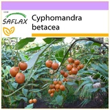 Saflax - Tropischer Tomatenbaum/Tamarillo - 50 Samen - Cyphomandra betacea