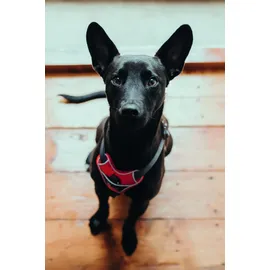 Hunter Divo Hundegeschirr Rot/Grau XS