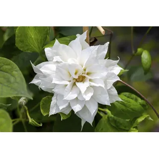 PlantaPro Clematis 'Duchess of Edinburgh' – Winterhart, Mehrjährig, – Waldrebe – Kletterpflanze für Pergola & Rankhilfe