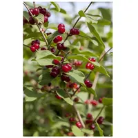 Pflanzen Für Dich Lonicera xylosteum, Heckenkirsche, 60–100 cm, robust
