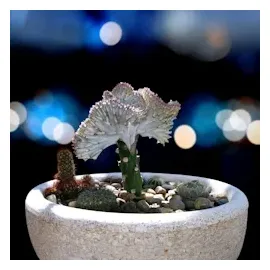 Plant in a Box - 2 Stk - Euphorbia 'Lactea' - Höhe 25-30cm