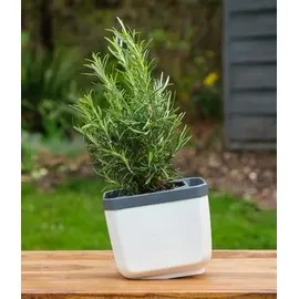Gusta Garden Herbs Buddy 15,3 x 14,8 x 16,5 cm Weiß