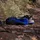 adidas Terrex Soulstride Herren Semi Lucid Blue / Grey One / Blanch Cargo 44