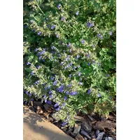 PlantaPro Nepeta cataria 9x9 cm Topf – Winterhart, Mehrjährig, Pflegeleicht – Katzenminze – Kräuterpflanze für Garten & Balkon