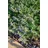 PlantaPro Nepeta cataria 9x9 cm Topf – Winterhart, Mehrjährig, Pflegeleicht – Katzenminze – Kräuterpflanze für Garten & Balkon