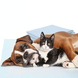 MASCOTAS - 8 Windeln N3232, Lernmatte für Töpfchentraining, 60 x 60 cm