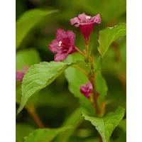 Pflanzen-für-dich.de Weigela 'Bristol Ruby' Weigelie Rubinrot 40–60 cm