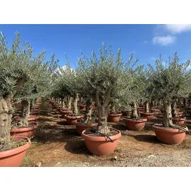 sunny-tree Sunny Tree - Olea Europea Winterharte Olivenbaum 180 cm im decotopf 45 Jahre alter Olivenbaum - Fruchttragend - immergrün - Winterhart bis -18