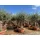 sunny-tree Sunny Tree - Olea Europea Winterharte Olivenbaum 180 cm im decotopf 45 Jahre alter Olivenbaum - Fruchttragend - immergrün - Winterhart bis -18