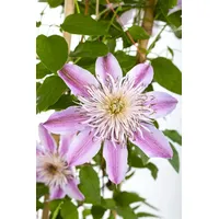 Pflanzen Für Dich Clematis Hybride 'Empress' 2L 60- 100