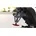 Kennzeichenhalter Akron-RS Pro Universal Schwarz