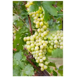 Vitis vinifera 'Unio', Weinrebe, 80–100 cm