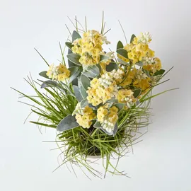Homescapes KUNSTPFLANZE Lavendel gelb 66 cm