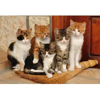 Papermoon Fototapete »Süße katzen«, bunt
