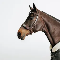 Gebisslose Trense Pferd/Pony braun WARMBLUT