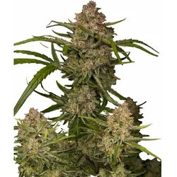 Guava Auto | Autoflowering Hanfsamen von Fast Buds | 3 Hanfsamen