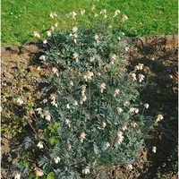 Pflanzen Für Dich Dicentra formosa 'Aurora', Tränendes Herz, ca.