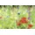 GAH Alberts Alberts 6-Eck-Geflecht 25 x 25 mm 10 m 100 cm hoch verzinkt