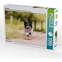 Calvendo Havaneser Puzzle