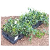 Pflanzen Für Dich Vinca minor Alba Immergrün, weiß, ca. 9x9 cm Topf