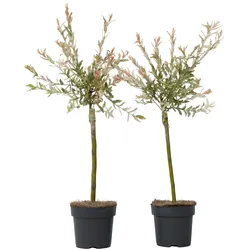 Plant in a Box Weide Flamingo - Salix 2er Set Höhe 60-80cm