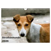 Calvendo Straßenhunde Wandkalender 2026