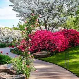 Relaxdays Rosenbogen Metall 233 x 153 x 35 cm Schwarz