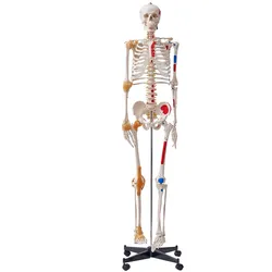 VEVOR Menschliches Skelett Modell für Anatomie, 182 cm Lebensgröße, Genaues PVC Anatomie Skelett Modell mit Bändern, Beweglichen Armen, Beinen & Kiefer, mit Muskelursprung & Insertionspunkten