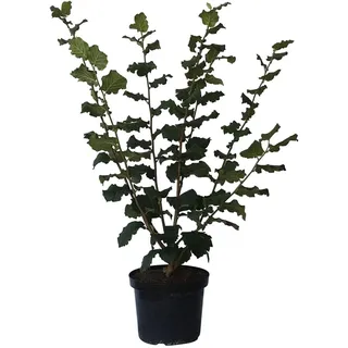 Hallesche Riesennuss, Haselnuss Strauch Busch sehr große Nuss, 80-120 cm im 10 Liter Topf