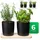 Novaliv Kräuterstation 6er Set 14,50 cm Schwarz