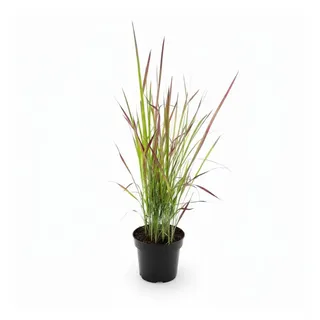 Pflanzen für Dich Gräser Imperata cylindrica Red Baron, 1 St., Blutgras, Japanisches Blutgras, rote Spitzen, horstbildend
