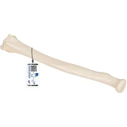 Speichenknochen Modell - 3B Smart Anatomy