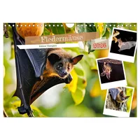 Calvendo Fledermäuse - kleine Vampire (Wandkalender 2026 DIN A4