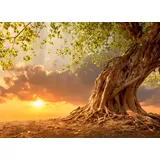 Papermoon Fototapete Old Tree in Sunset bunt Fototapeten Tapeten Bauen Renovieren