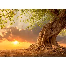 Papermoon Fototapete Old Tree in Sunset bunt Fototapeten Tapeten Bauen Renovieren