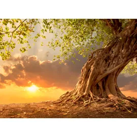 Papermoon Fototapete Old Tree in Sunset bunt Fototapeten Tapeten Bauen Renovieren