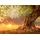 Papermoon Fototapete Old Tree in Sunset bunt Fototapeten Tapeten Bauen Renovieren