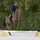 Waldhausen Cavaletti-Block Einheitsgröße Gelb