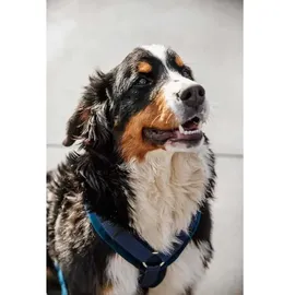 Kentucky Active Velvet Hundegeschirr Navy XL 48-70 cm